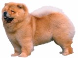 Hundefreunde