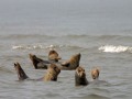 Hundeurlaub
