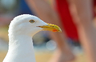 Grosse Moewe am Meer