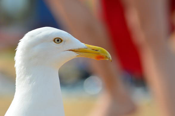 Grosse Moewe am Meer